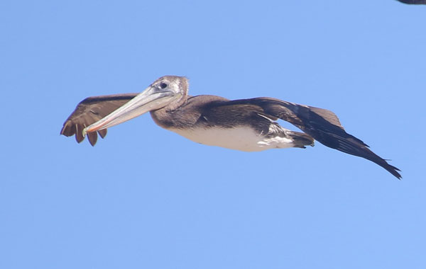 Brown Pelican